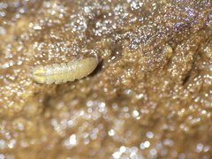 Proasellus