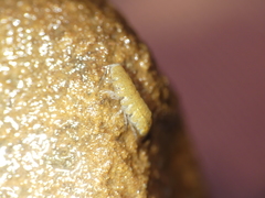 Proasellus