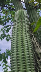 Stenocereus treleasei