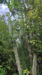 Stenocereus treleasei