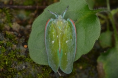 Flatida marginella