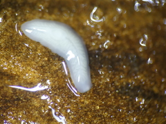 Dendrocoelidae
