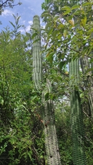 Stenocereus treleasei