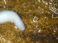 Dendrocoelidae