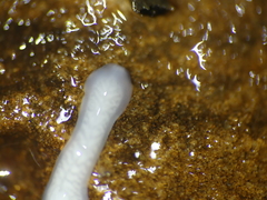 Dendrocoelidae