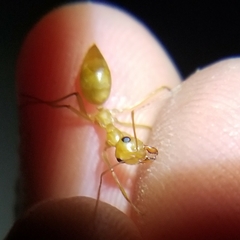 Myrmecocystus mexicanus
