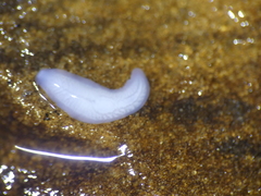 Dendrocoelidae