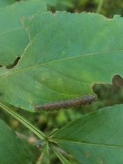 Lagium atroviolaceum