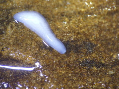 Dendrocoelidae