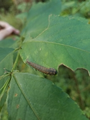 Lagium atroviolaceum