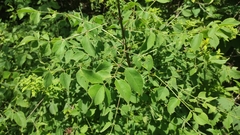 Aralia hispida