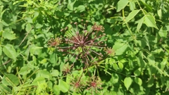 Aralia hispida
