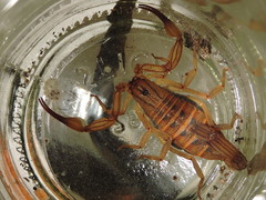 Centruroides elegans