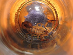 Centruroides elegans