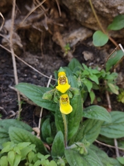 Calceolaria parviflora