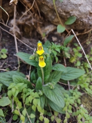 Calceolaria parviflora