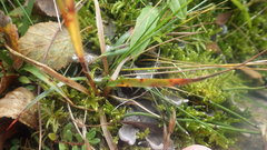 Luzula multiflora frigida