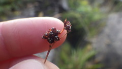 Luzula multiflora frigida