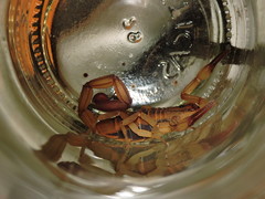 Centruroides elegans