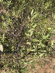 Phillyrea latifolia media