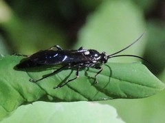 Coelichneumon azotus