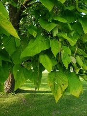 Catalpa speciosa