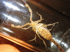 Centruroides elegans
