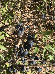 Phillyrea latifolia media