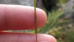 Luzula multiflora frigida