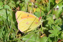 Colias romanovi