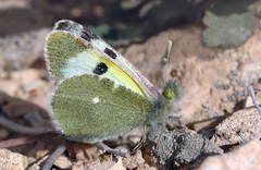 Euchloe transcaspica