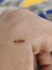 Formicidae