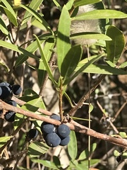 Phillyrea latifolia media