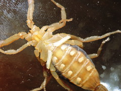 Centruroides elegans