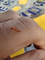 Formicidae