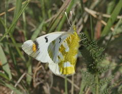 Zegris eupheme