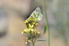 Zegris eupheme