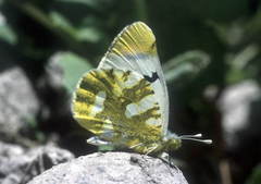 Zegris eupheme
