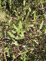 Phillyrea latifolia media