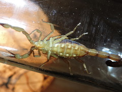 Centruroides elegans