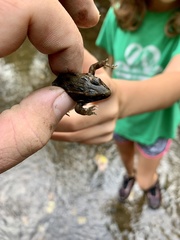 Lithobates blairi