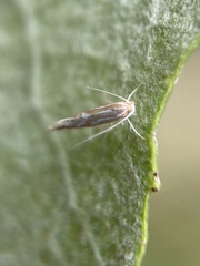 Phyllonorycter leucographella