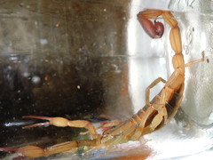 Centruroides elegans