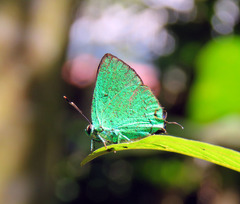 Chalybs janias