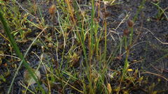 Juncus triglumis