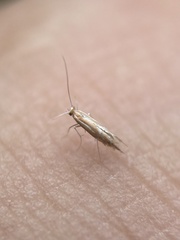 Phyllonorycter leucographella