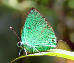 Chalybs janias
