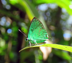 Chalybs janias