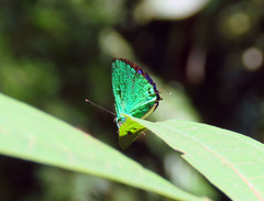 Chalybs janias