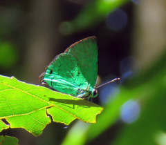 Chalybs janias